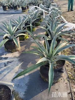 高度40厘米龙舌兰