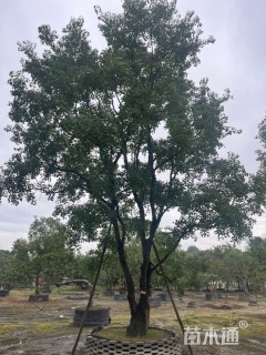 40公分(5杆)丛生乌桕