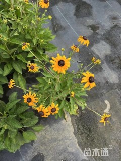 高度30厘米金光菊
