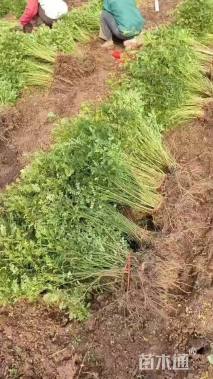 高度45厘米黄刺玫