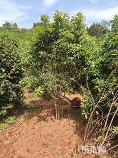 高度300厘米丛生桂花