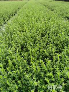 高度20厘米六月雪