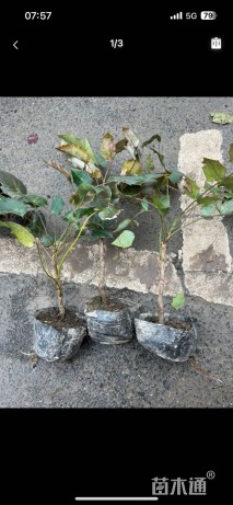 高度30厘米阔叶十大功劳