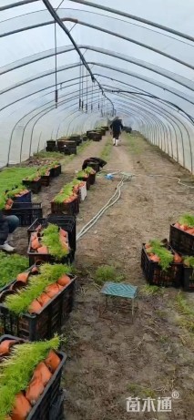 高度25厘米紫穗狼尾草