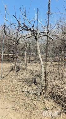 500厘米多花紫藤