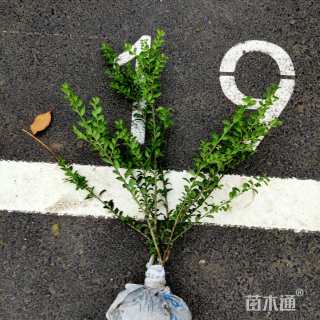 高度40厘米龟甲冬青