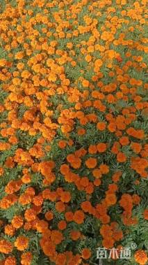 高度30厘米孔雀草