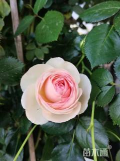 高度60厘米红帽子月季小苗