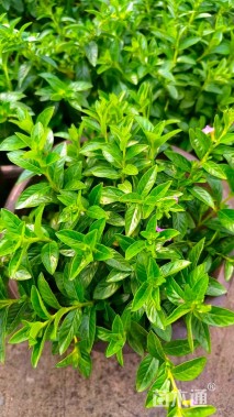 高度25厘米满天星