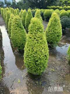 冠幅80厘米亮晶女贞球