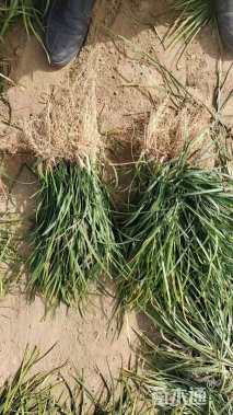 高度30厘米细叶麦冬草