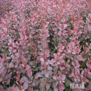 高度40厘米红叶小檗小苗