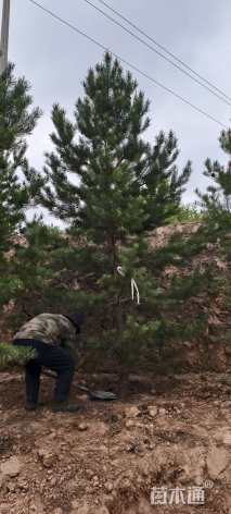 高度400厘米樟子松