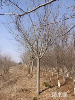 18公分染井吉野樱