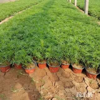 高度10厘米波斯菊