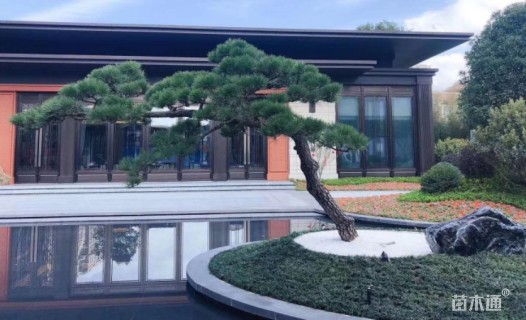 造型黑松