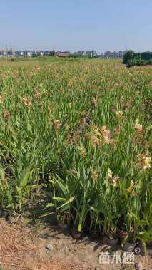 高度40厘米千屈菜