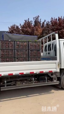 高度30厘米彩虹石竹