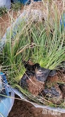 高度35厘米青绿苔草