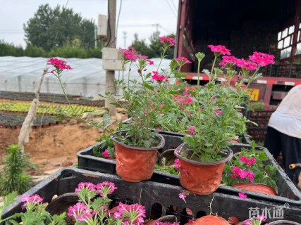 高度25厘米美女樱