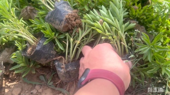 高度15厘米三七景天