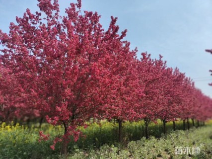 10公分绚丽海棠