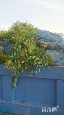 高度30厘米金山绣线菊