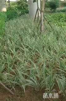 高度30厘米山管兰