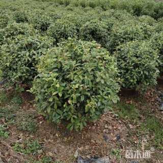 冠幅80厘米桂花球