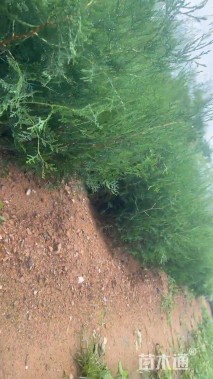 高度70厘米侧柏