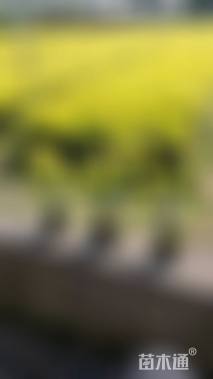 高度25厘米黄金枸骨