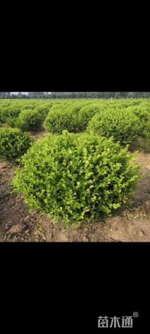 冠幅90厘米小叶黄杨球