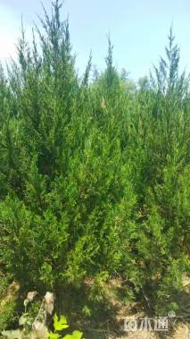 高度160厘米塔柏