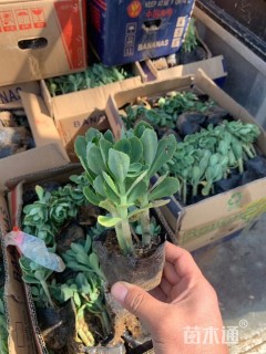 高度15厘米八宝景天