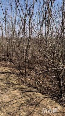 高度300厘米丛生金银木