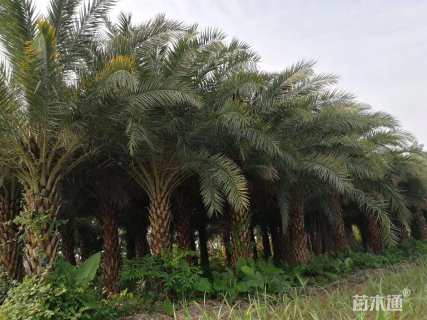 裸干高700厘米银海枣