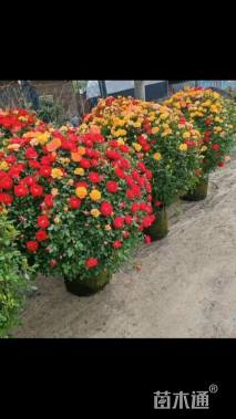 冠幅180厘米月季花球