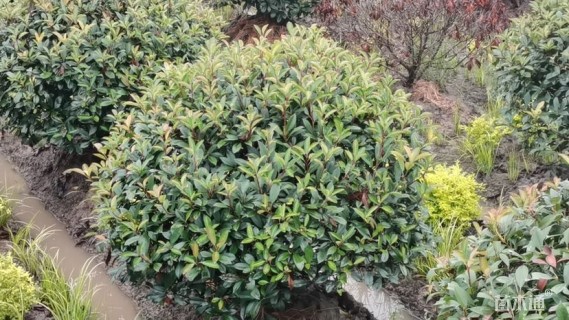 冠幅150厘米红叶石楠球