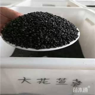 大花萱草种子