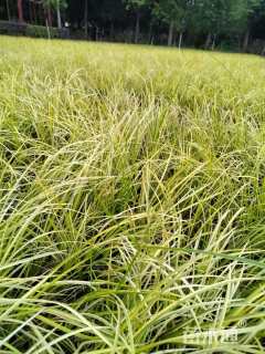 高度20厘米金叶菖蒲