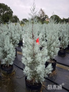 高度100厘米蓝冰柏