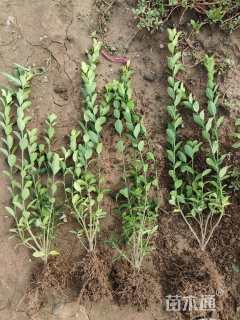 高度40厘米大叶黄杨