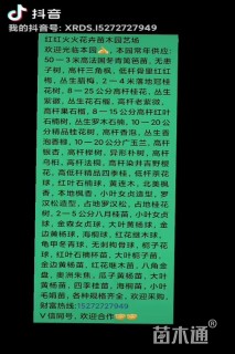 6公分(5杆)丛生朴树