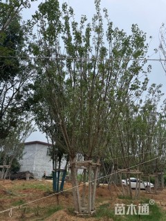 高度700厘米丛生元宝枫