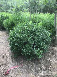 冠幅120厘米小叶黄杨球