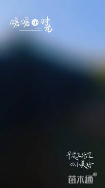 高度300厘米红叶石楠柱