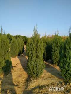 高度250厘米塔柏