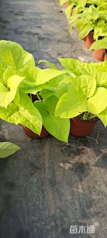 高度15厘米金叶甘薯