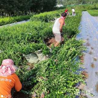 高度70厘米胶东卫矛