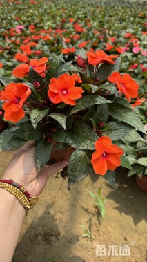 高度20厘米超级凤仙花